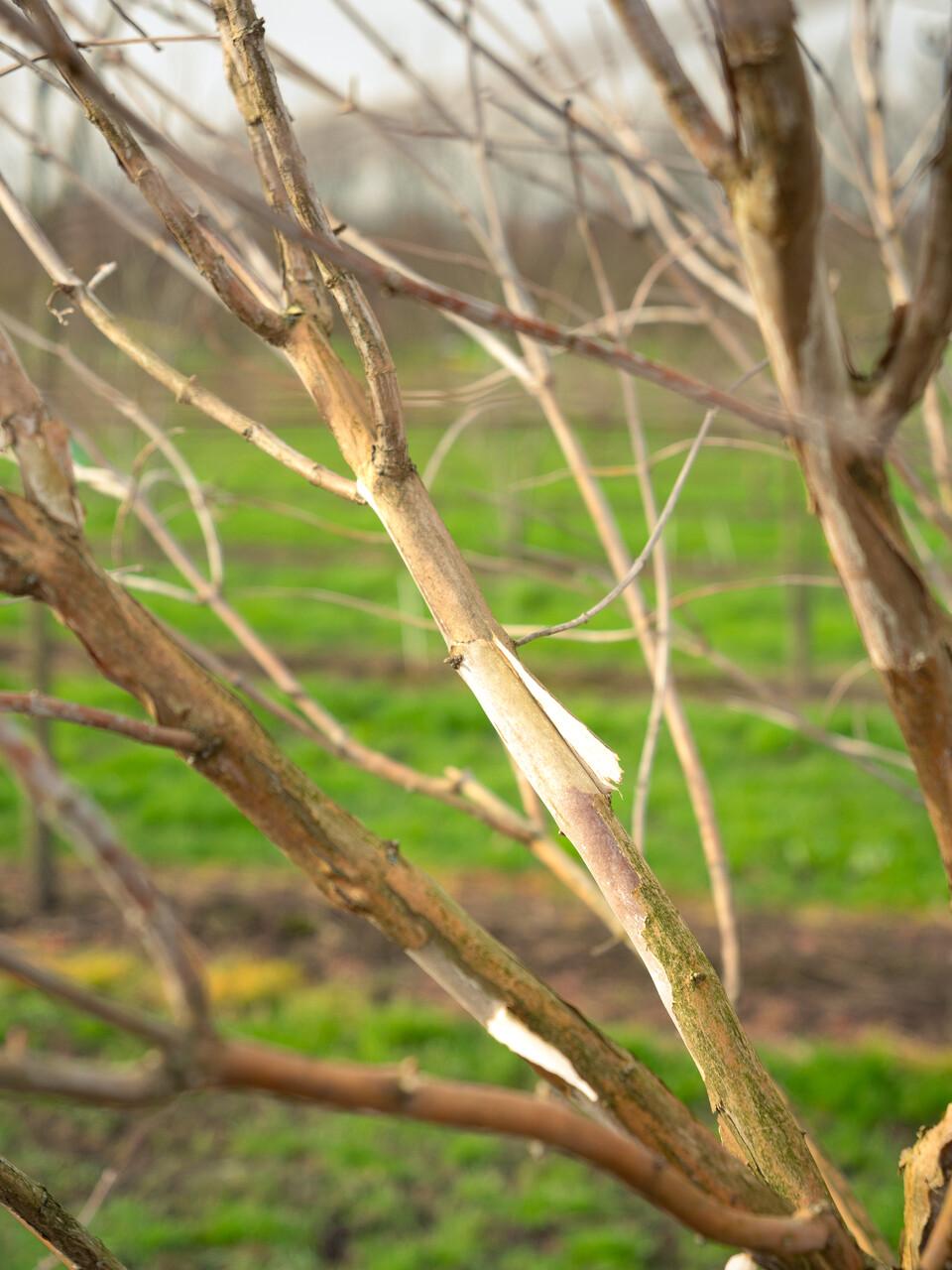 Heptacodium Miconioides Multi Stem - View 19 from www redcrocus com