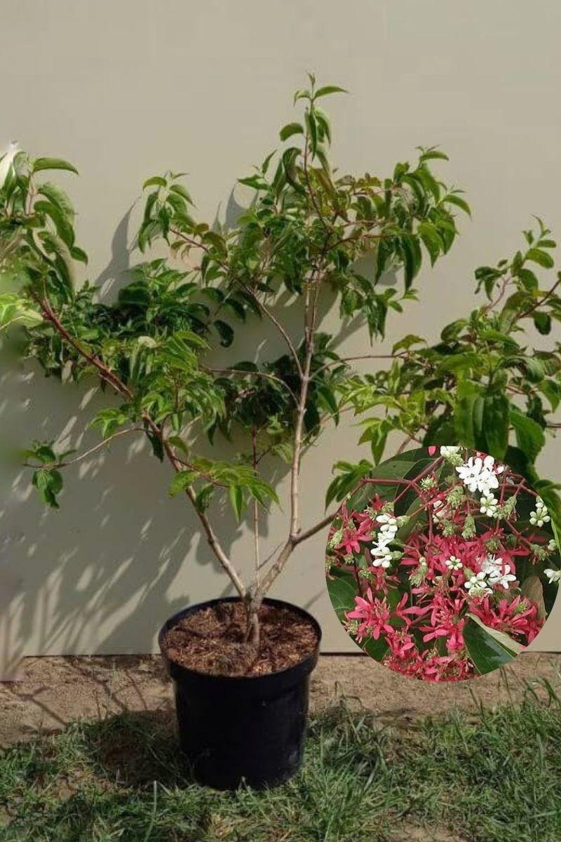 Heptacodium Miconioides Multi Stem - View 21 from www redcrocus com