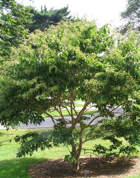 Heptacodium Miconioides Multi Stem - View 22 from www redcrocus com