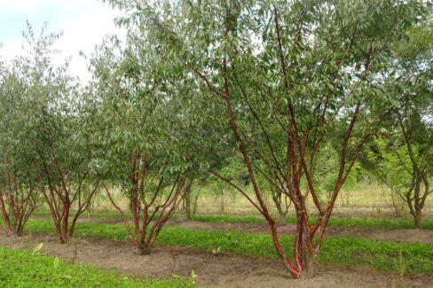 Heptacodium Miconioides Multi Stem - View 23 from www redcrocus com