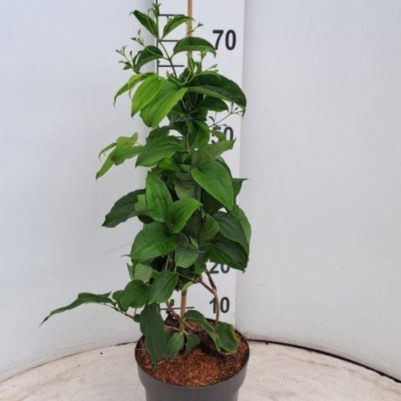 Heptacodium Miconioides Multi Stem - View 28 from www redcrocus com