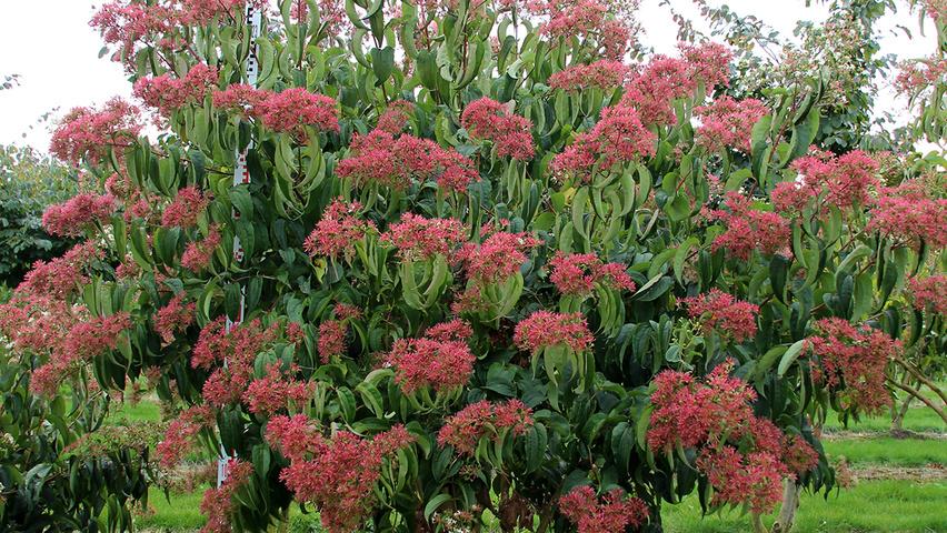 Heptacodium Miconioides Multi Stem - View 2 from www redcrocus com