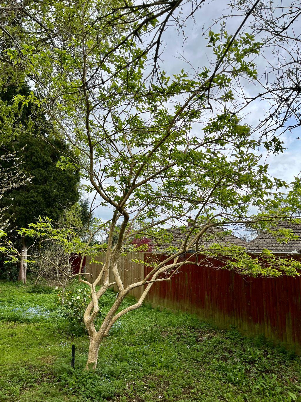 Heptacodium Miconioides Multi Stem - View 31 from www redcrocus com