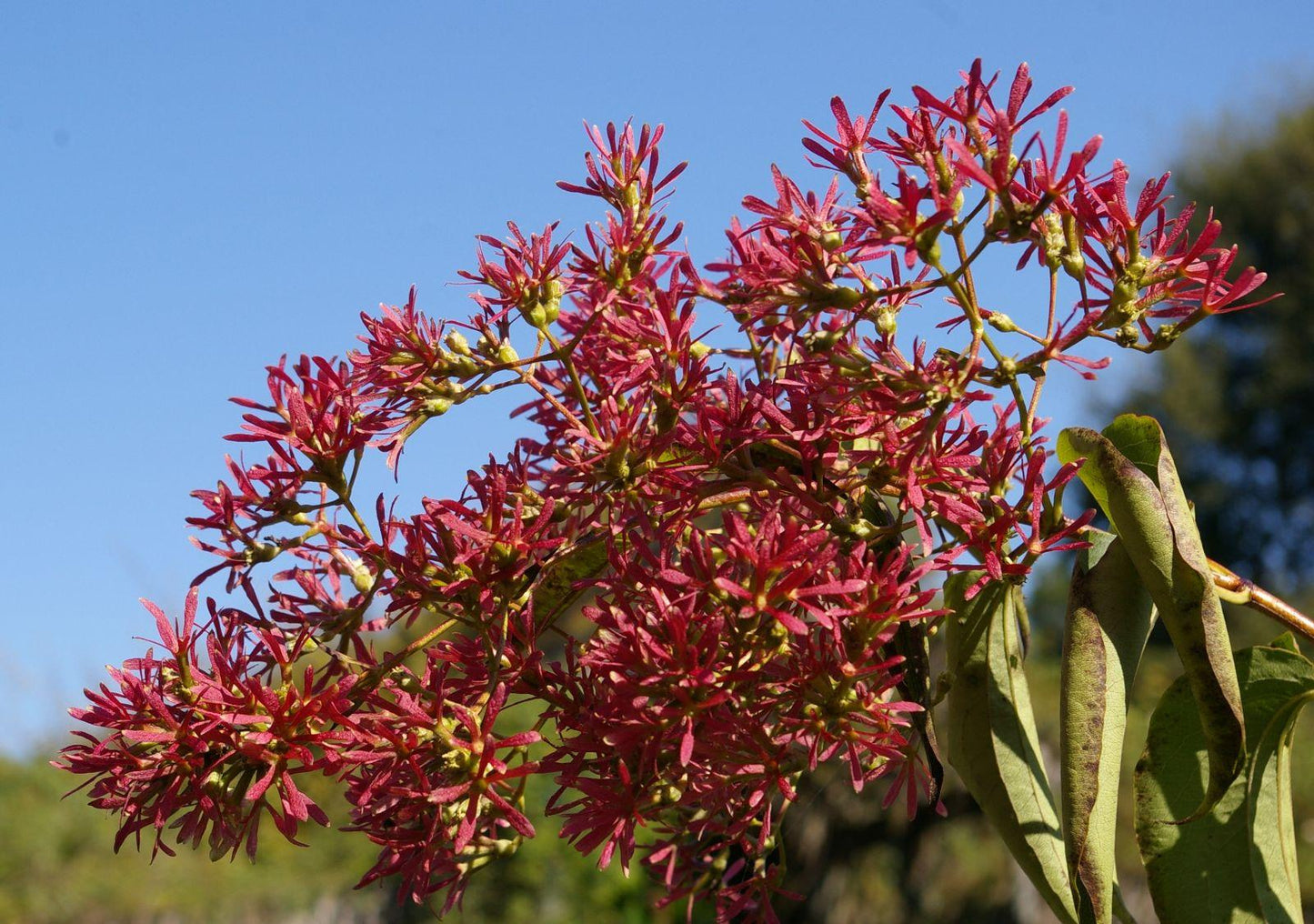 Heptacodium Miconioides Multi Stem - View 32 from www redcrocus com