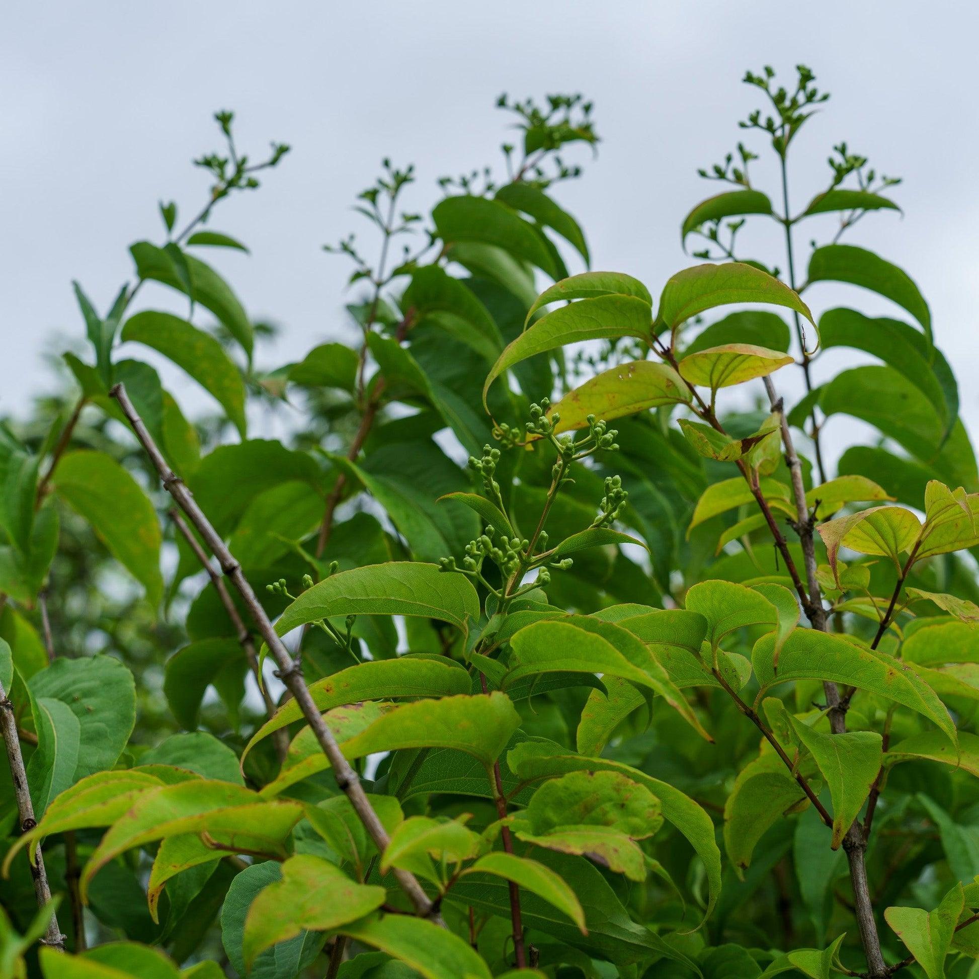Heptacodium Miconioides Multi Stem - View 34 from www redcrocus com