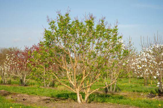 Heptacodium Miconioides Multi Stem - View 35 from www redcrocus com