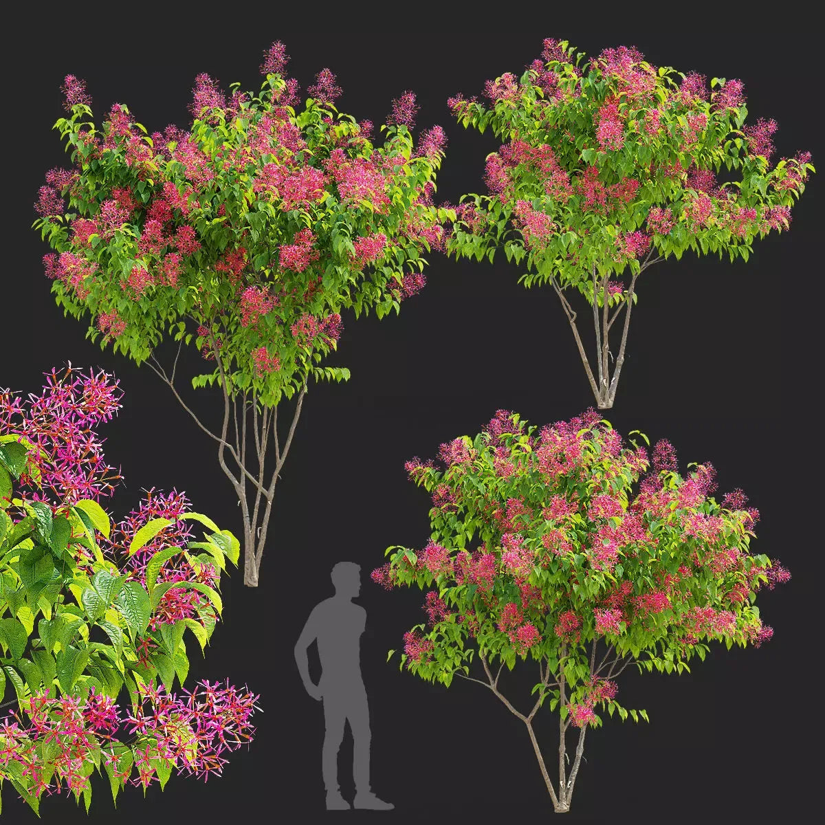 Heptacodium Miconioides Multi Stem - View 36 from www redcrocus com