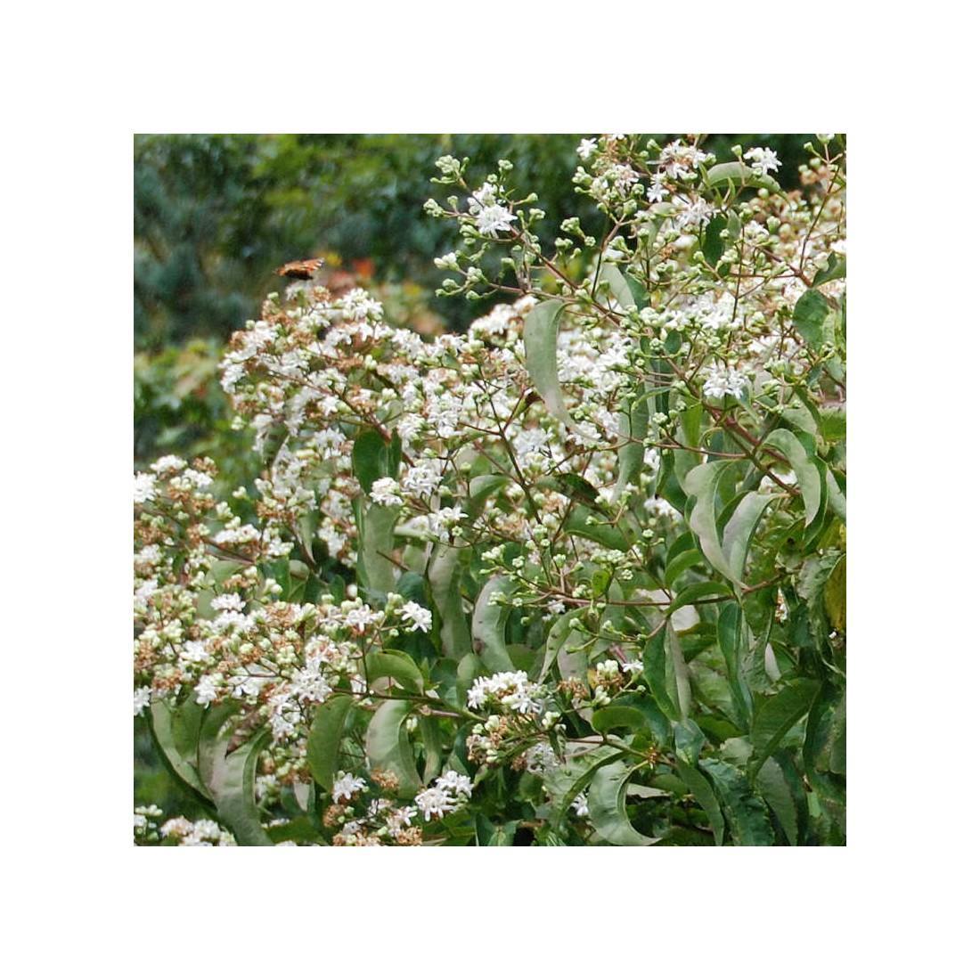 Heptacodium Miconioides Multi Stem - View 37 from www redcrocus com