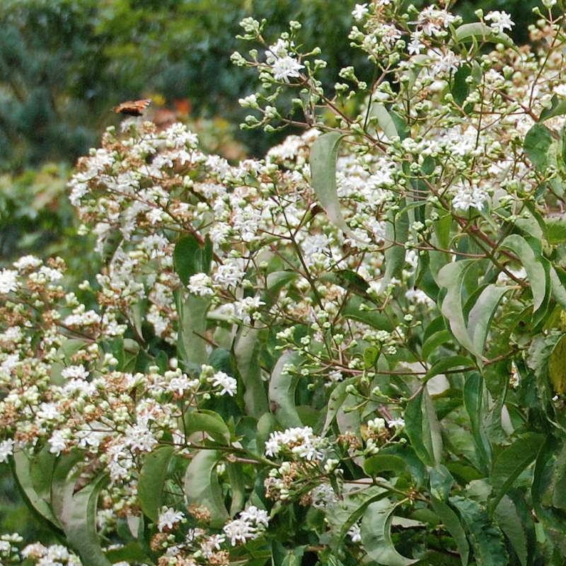 Heptacodium Miconioides Multi Stem - View 38 from www redcrocus com