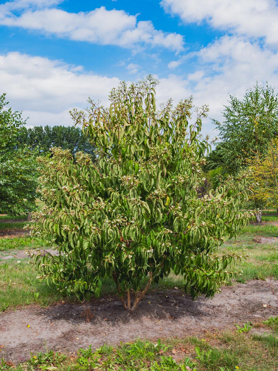 Heptacodium Miconioides Multi Stem - View 39 from www redcrocus com