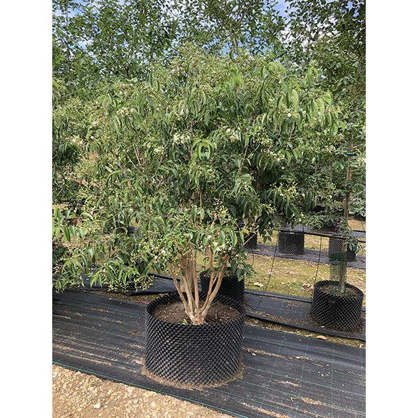 Heptacodium Miconioides Multi Stem - View 5 from www redcrocus com