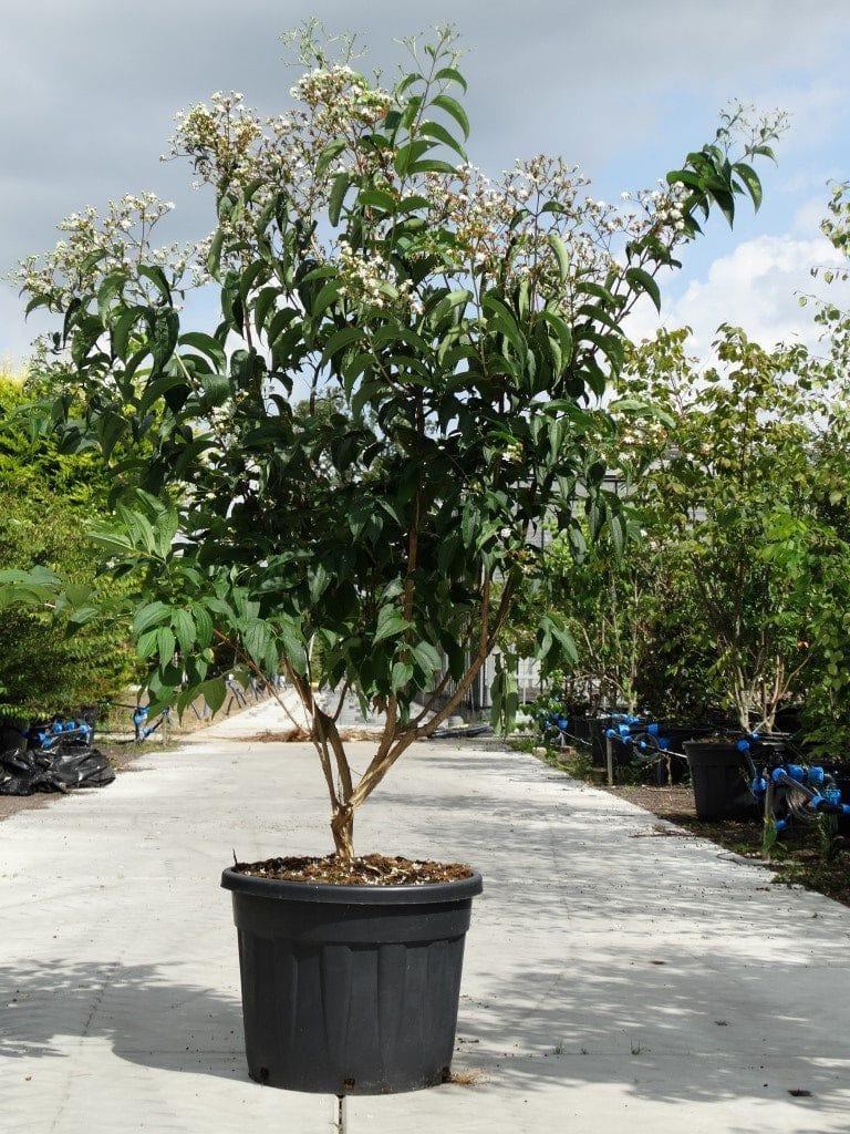 Heptacodium Miconioides Multi Stem - View 8 from www redcrocus com