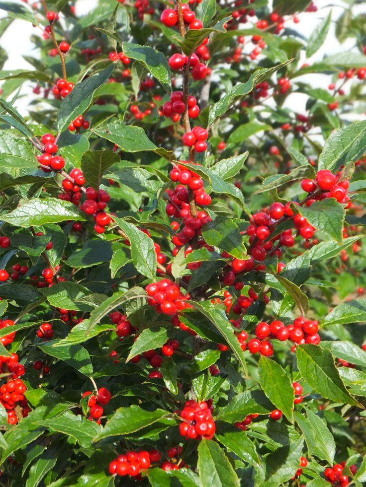 Ilex Verticillata Stop Light - View 14 from www redcrocus com