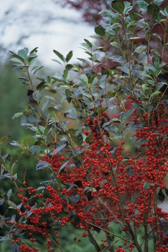Ilex Verticillata Stop Light - View 15 from www redcrocus com