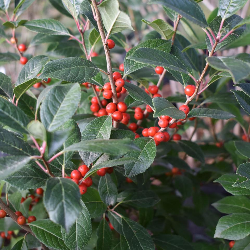 Ilex Verticillata Stop Light - View 18 from www redcrocus com