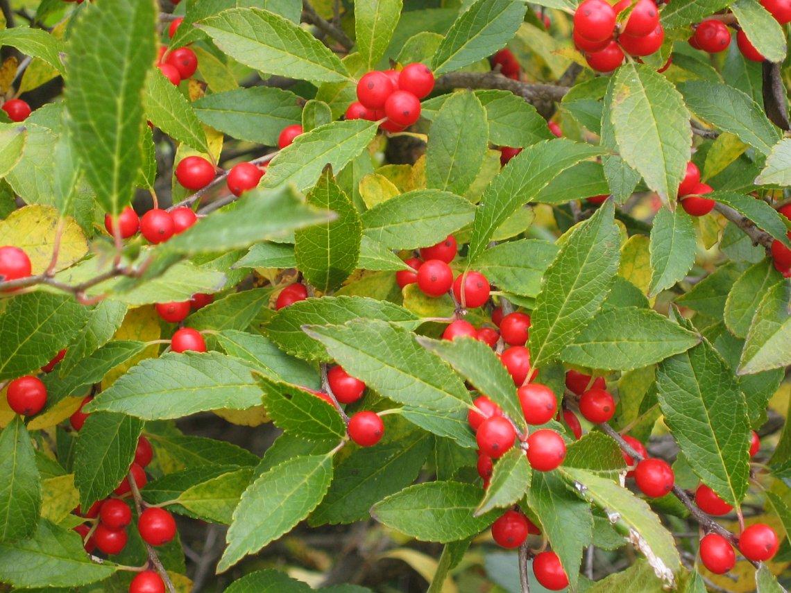 Ilex Verticillata Stop Light - View 4 from www redcrocus com