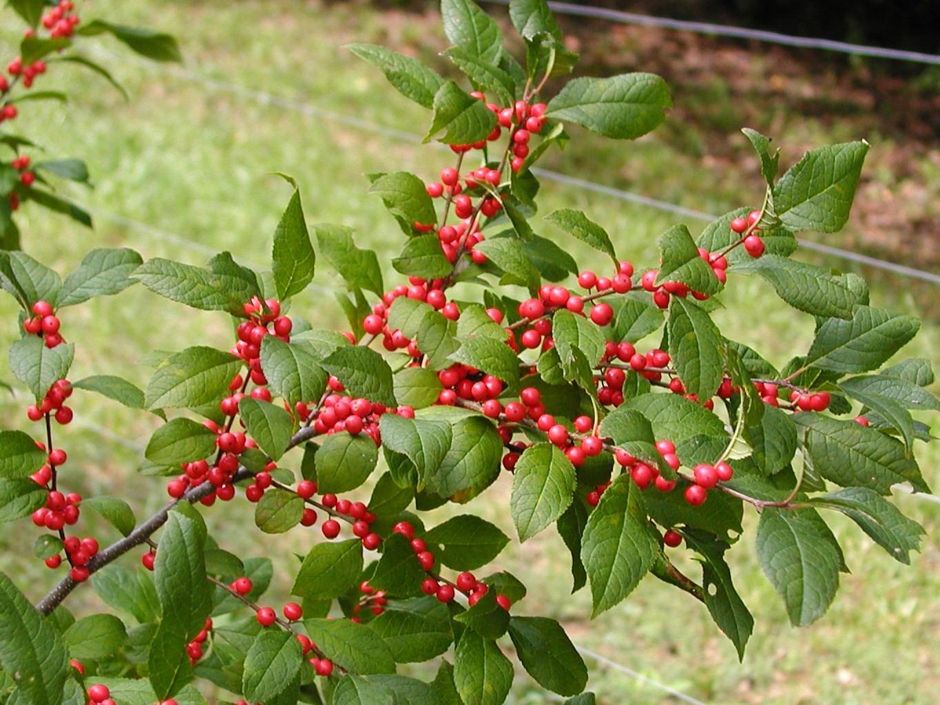 Ilex Verticillata Stop Light - View 7 from www redcrocus com