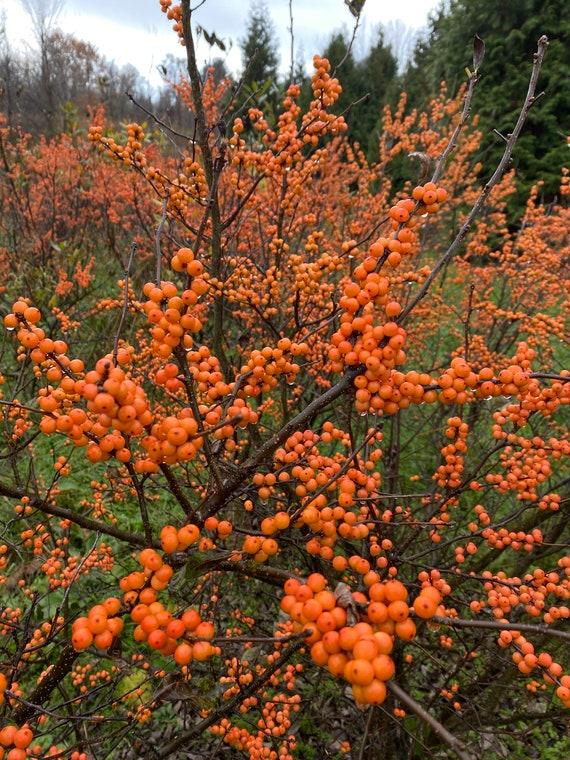 Ilex Verticillata 'winter Gold' - View 12 from www redcrocus com
