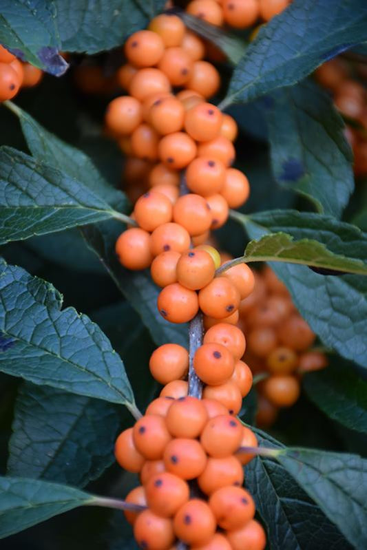 Ilex Verticillata 'winter Gold' - View 13 from www redcrocus com