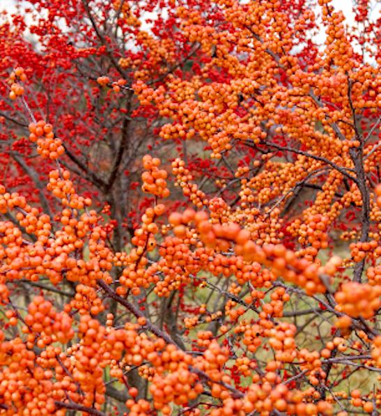 Ilex Verticillata 'winter Gold' - View 17 from www redcrocus com
