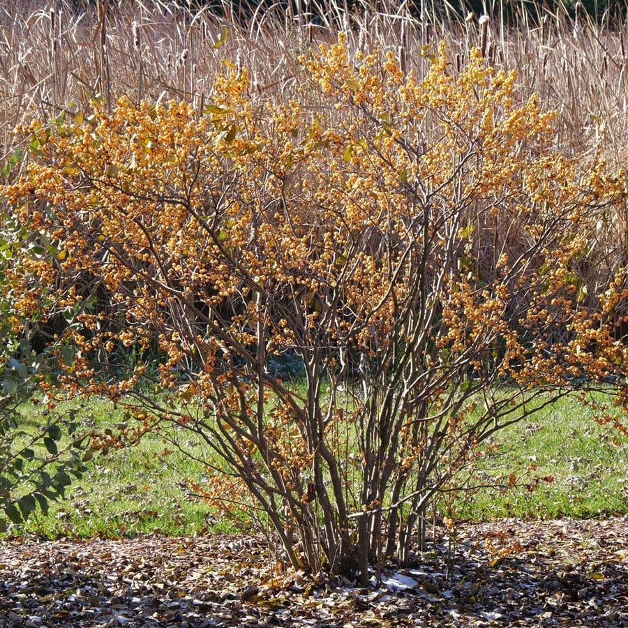 Ilex Verticillata 'winter Gold' - View 19 from www redcrocus com