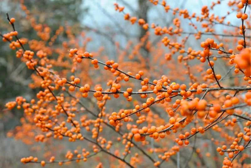 Ilex Verticillata 'winter Gold' - View 1 from www redcrocus com