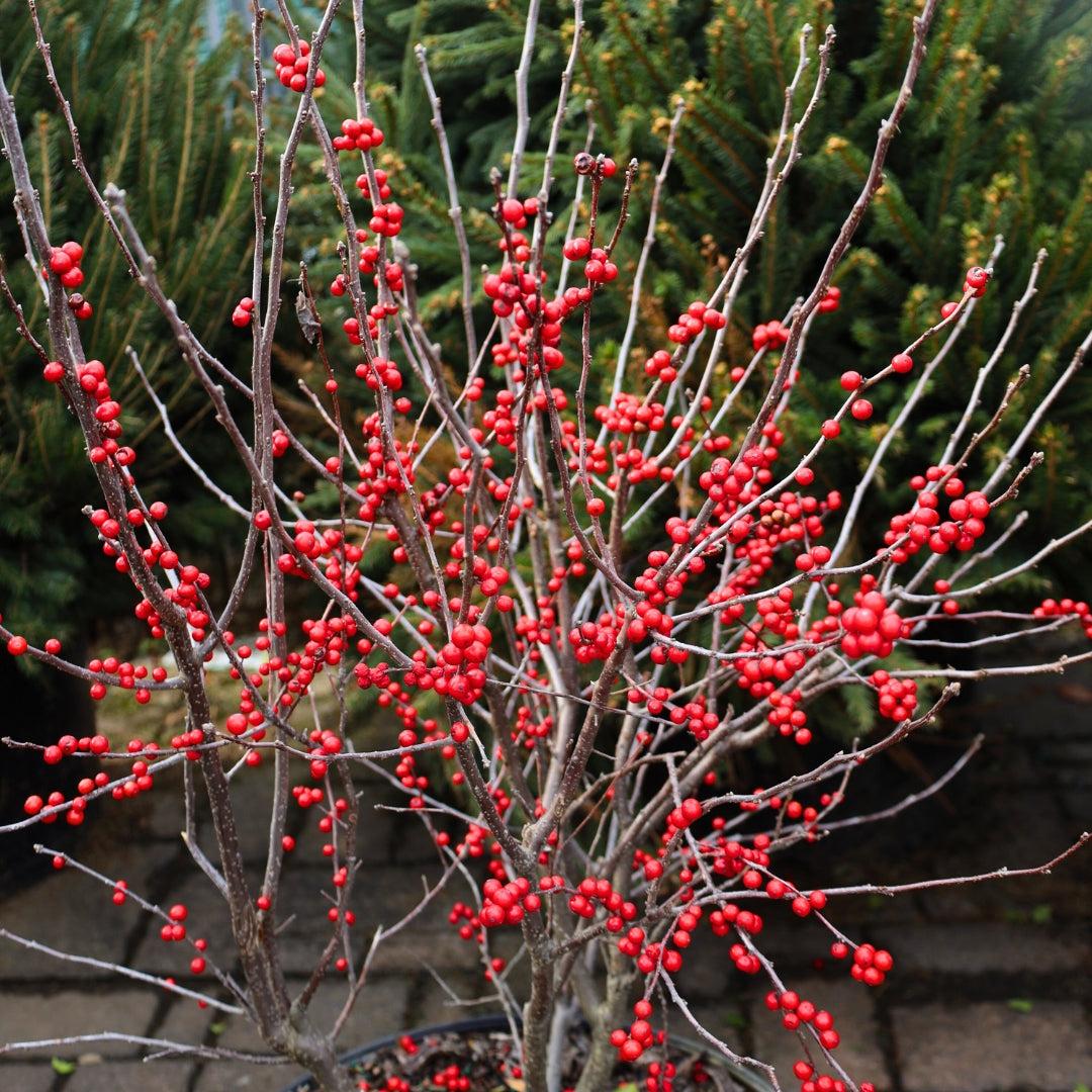 Ilex Verticillata 'winter Gold' - View 20 from www redcrocus com