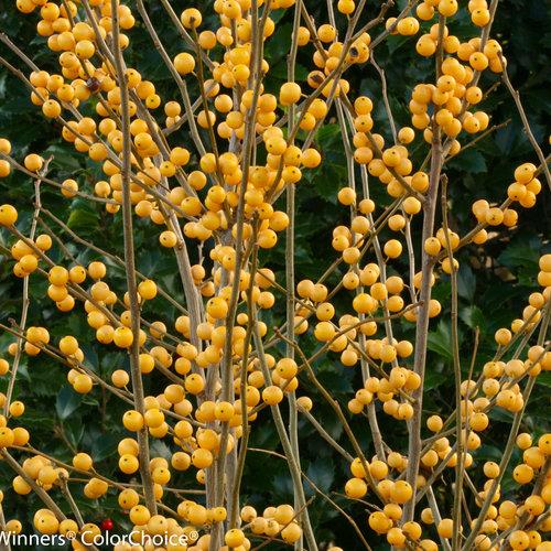 Ilex Verticillata 'winter Gold' - View 21 from www redcrocus com