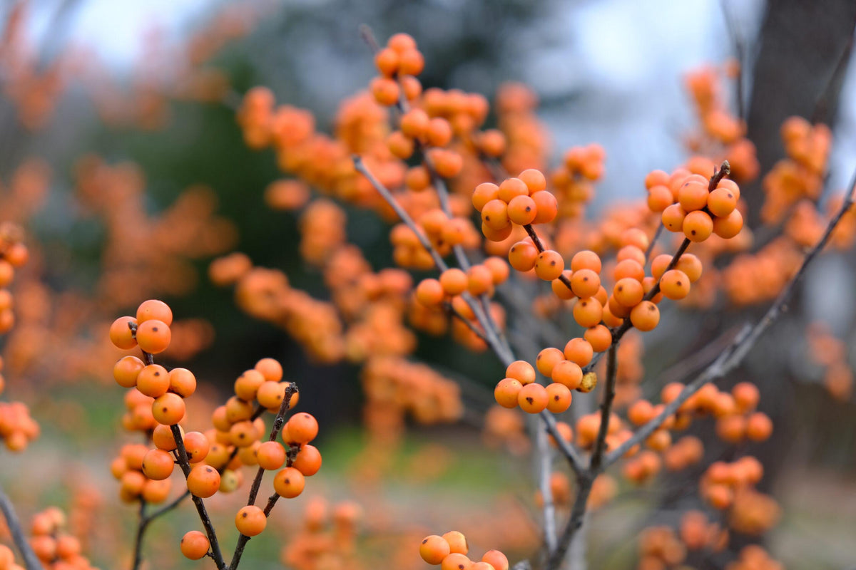 Ilex Verticillata 'winter Gold' - View 22 from www redcrocus com