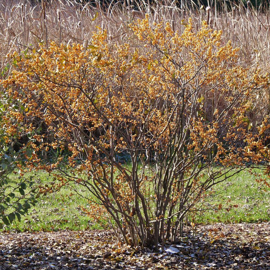 Ilex Verticillata 'winter Gold' - View 23 from www redcrocus com