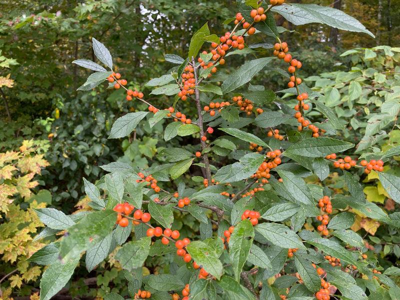 Ilex Verticillata 'winter Gold' - View 27 from www redcrocus com