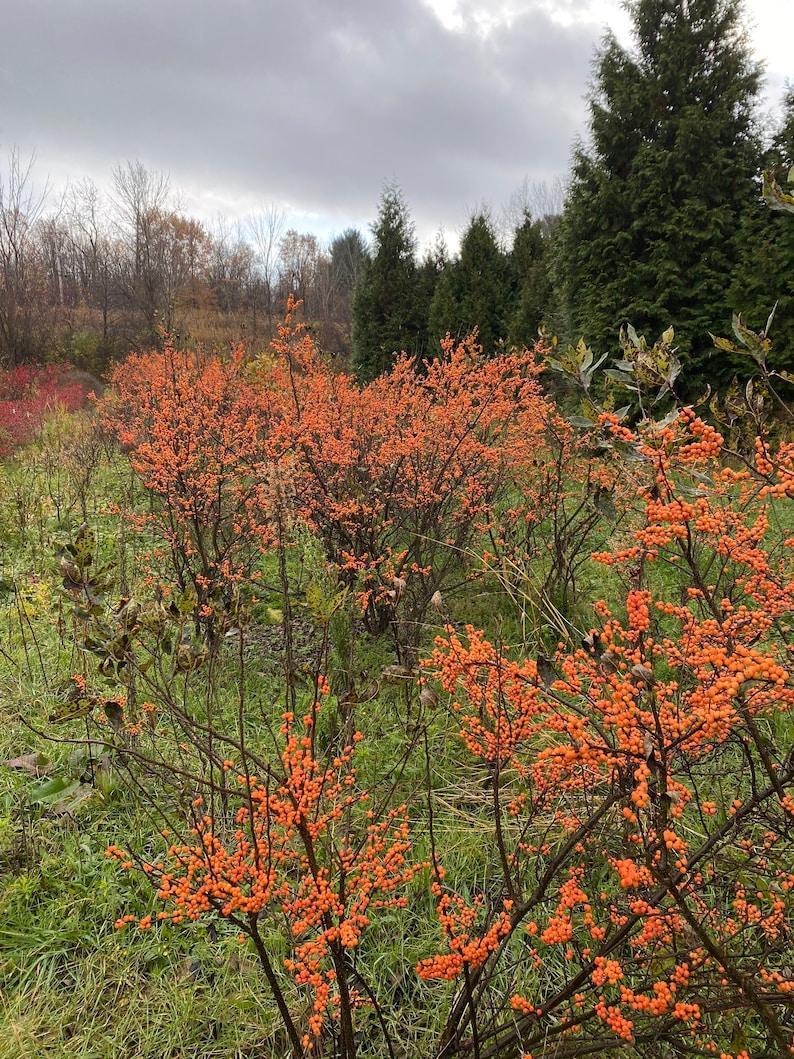 Ilex Verticillata 'winter Gold' - View 28 from www redcrocus com
