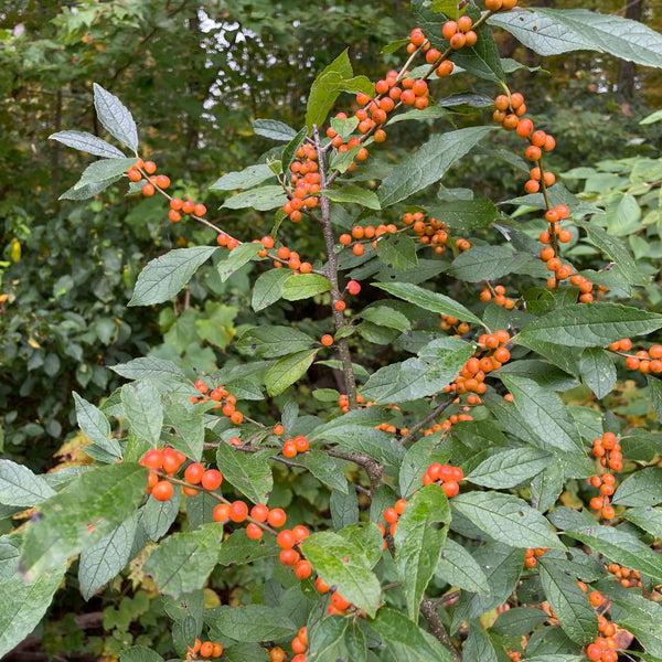 Ilex Verticillata 'winter Gold' - View 29 from www redcrocus com