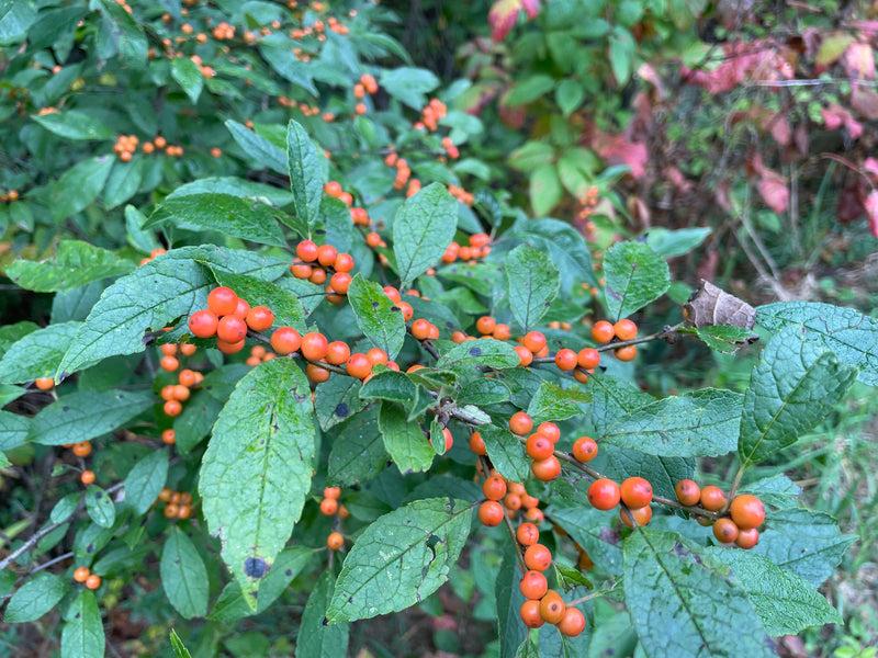 Ilex Verticillata 'winter Gold' - View 31 from www redcrocus com
