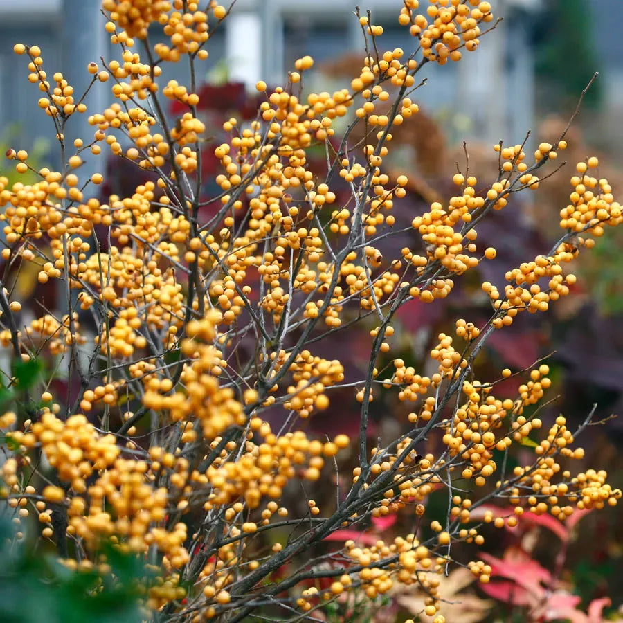 Ilex Verticillata 'winter Gold' - View 33 from www redcrocus com