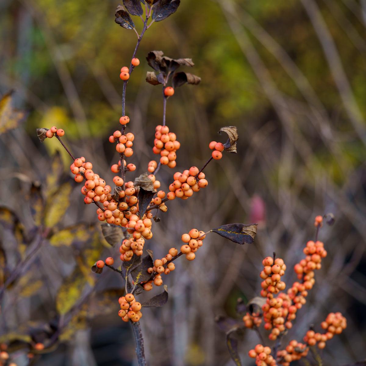 Ilex Verticillata 'winter Gold' - View 35 from www redcrocus com