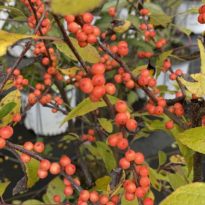 Ilex Verticillata 'winter Gold' - View 3 from www redcrocus com