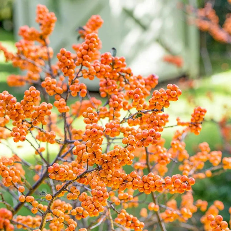 Ilex Verticillata 'winter Gold' - View 4 from www redcrocus com