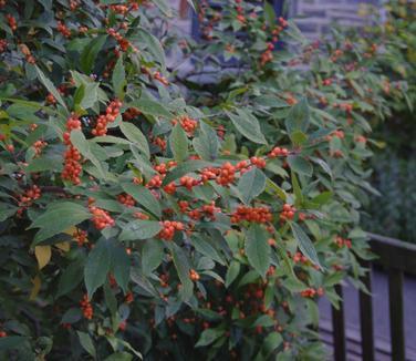 Ilex Verticillata 'winter Gold' - View 5 from www redcrocus com