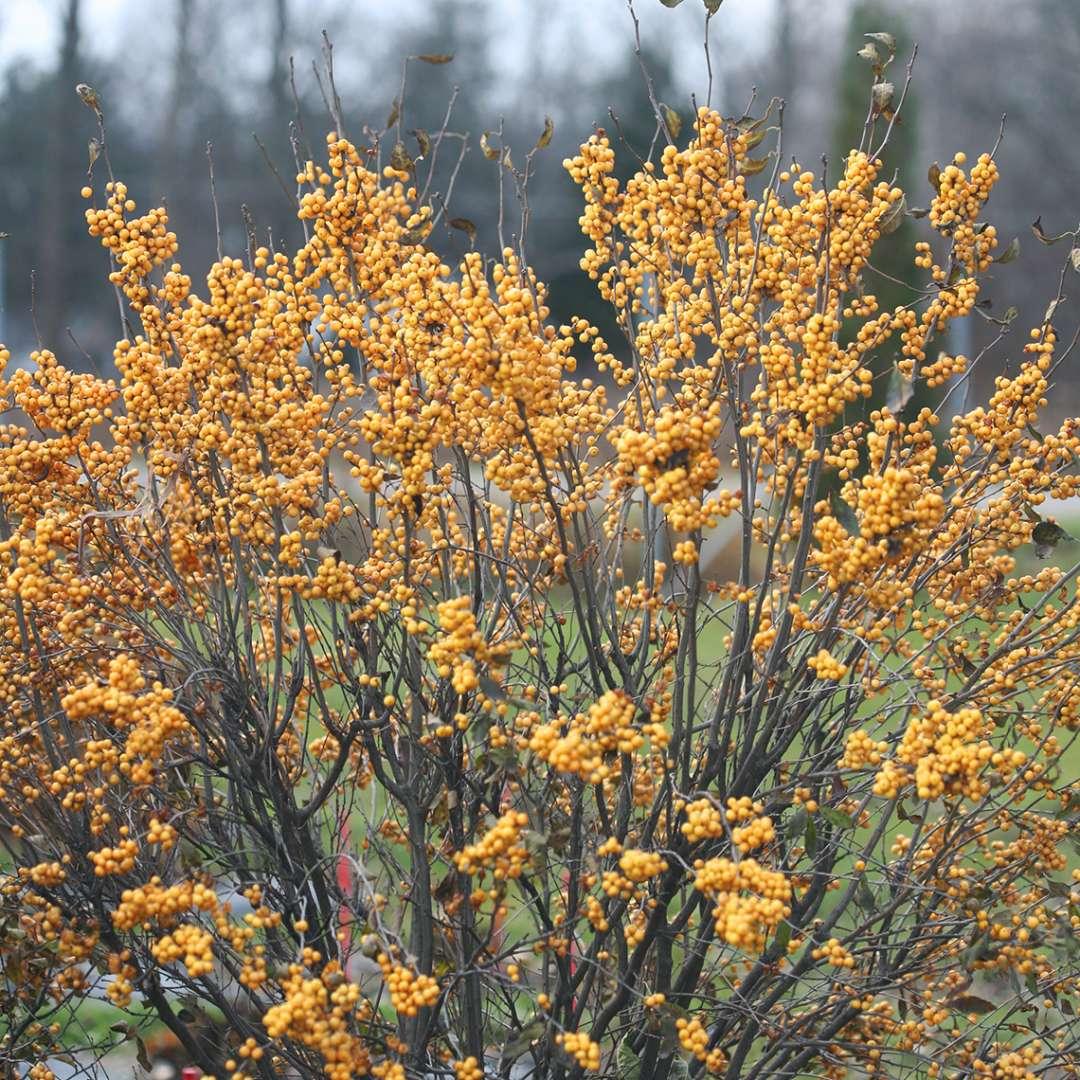 Ilex Verticillata 'winter Gold' - View 6 from www redcrocus com