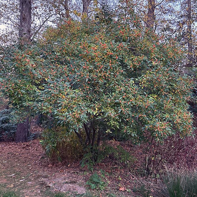 Ilex Verticillata 'winter Gold' - View 7 from www redcrocus com