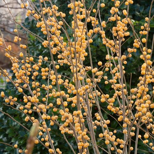 Ilex Verticillata 'winter Gold' - View 9 from www redcrocus com