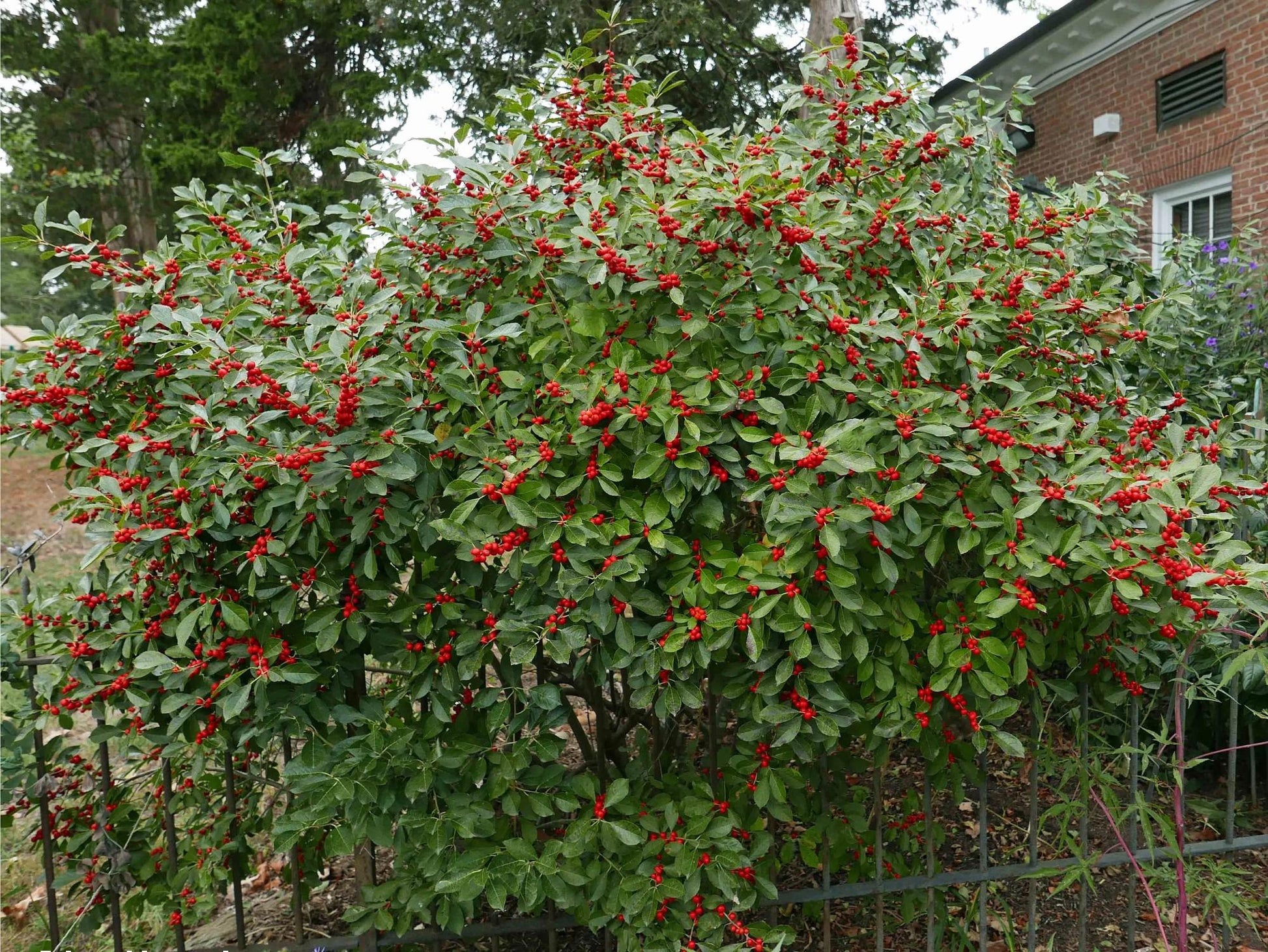 RedCrocus Winterberry Ilex verticillata 'Stop Light' - Bright Red Berries, Deciduous Shrub for Gardens & Landscaping  3/3.5' h B&B