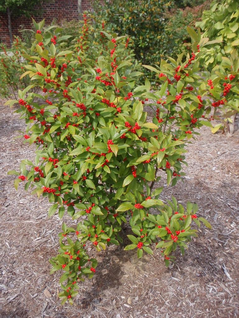 RedCrocus Winterberry Ilex verticillata 'Stop Light' - Bright Red Berries, Deciduous Shrub for Gardens & Landscaping  3/3.5' h B&B