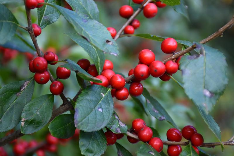 RedCrocus Winterberry Ilex verticillata 'Stop Light' - Bright Red Berries, Deciduous Shrub for Gardens & Landscaping  3/3.5' h B&B