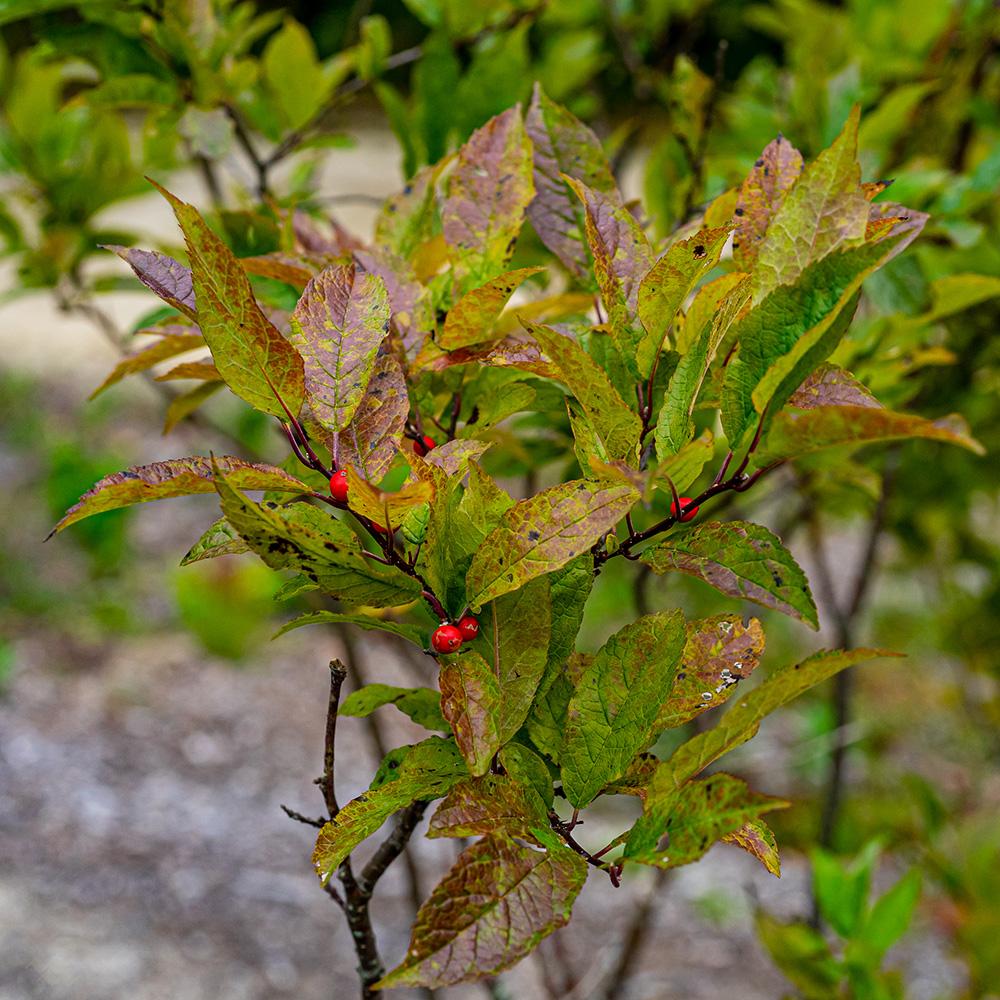 RedCrocus Winterberry Ilex verticillata 'Stop Light' - Bright Red Berries, Deciduous Shrub for Gardens & Landscaping  3/3.5' h B&B