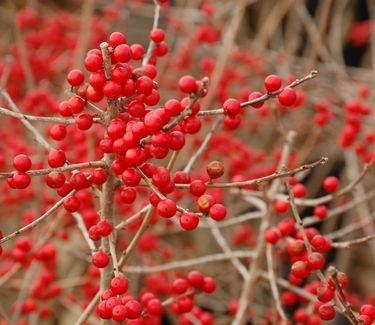 RedCrocus Winterberry Ilex verticillata 'Stop Light' - Bright Red Berries, Deciduous Shrub for Gardens & Landscaping  3/3.5' h B&B