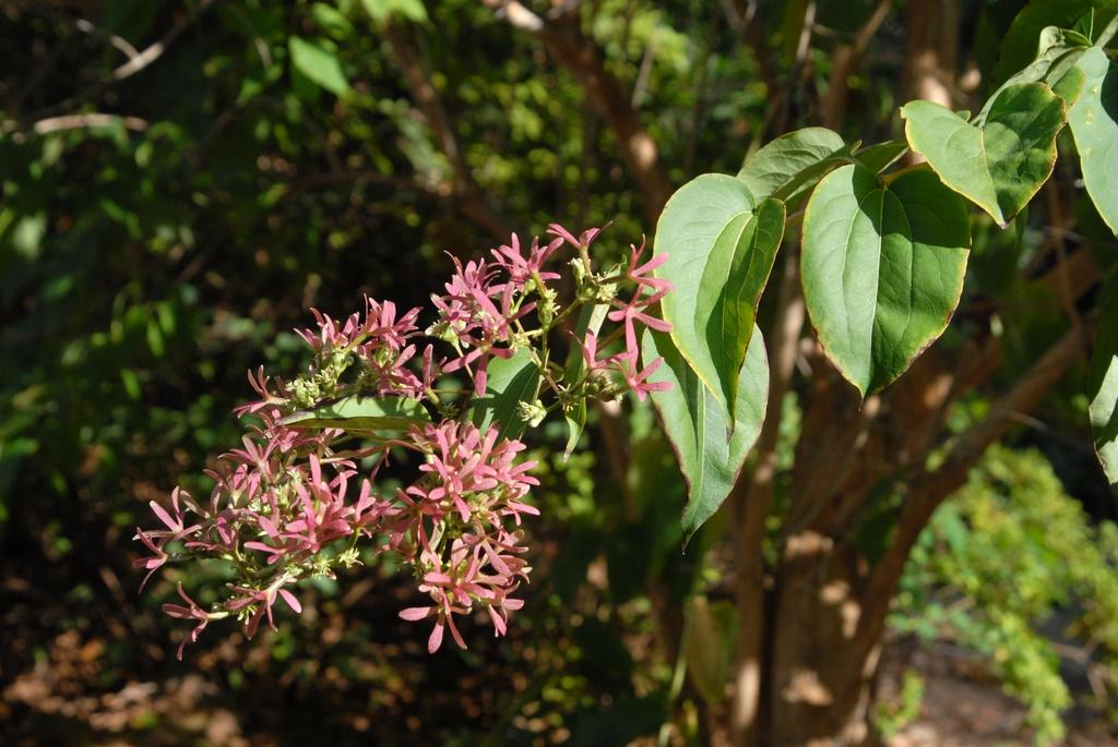 Heptacodium Miconioides Single Stem - View 11 from www redcrocus com