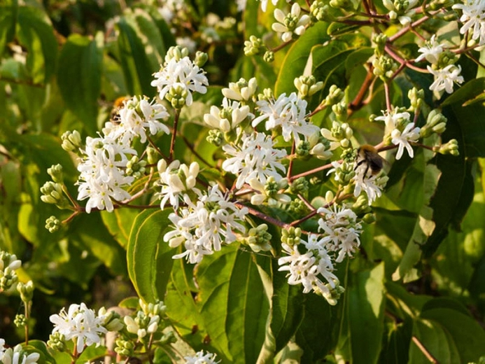 Heptacodium Miconioides Single Stem - View 15 from www redcrocus com