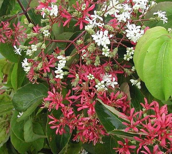 Heptacodium Miconioides Single Stem - View 15 from www redcrocus com